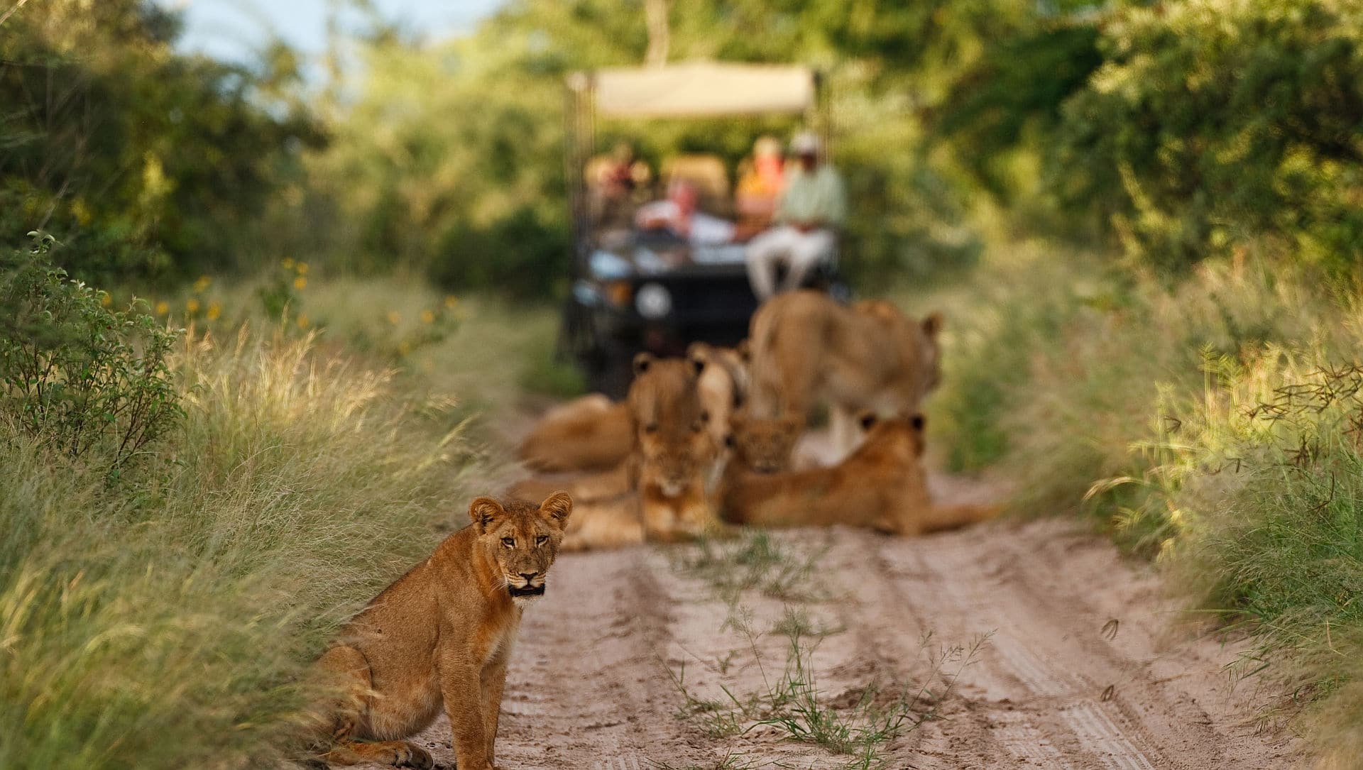 kalahari lion safaris
