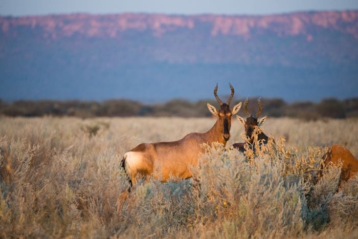 Central Highlands Waterberg Hartebeest