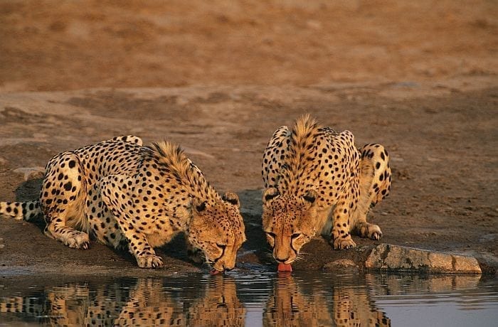 Cheetahs driking on South Africa safari & beach trip
