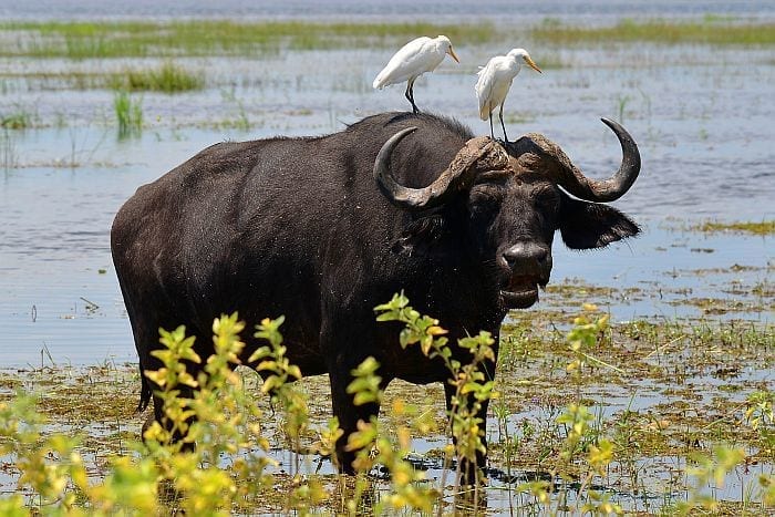 Chobe-buffalo-birds-SS141168280
