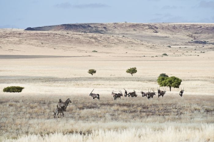 Cedarberg Travel | Ultimate Namibia Safari