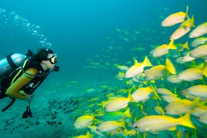 Diving-Close-encounters-seychelles-BS