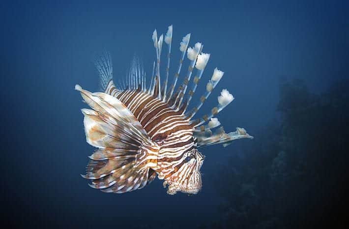 Zanzibar diving in mafia island