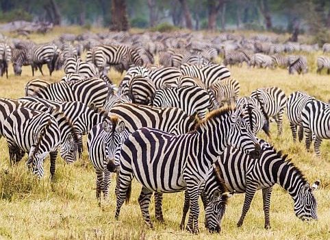 Safari companies in South Africa with conservation at their core