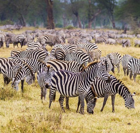 Zebras in Serengeti National park