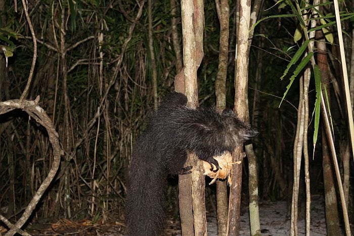Madagascar attractions - aye aye