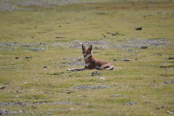 Visit Ethiopia - Kate's visit to Bale Mountains