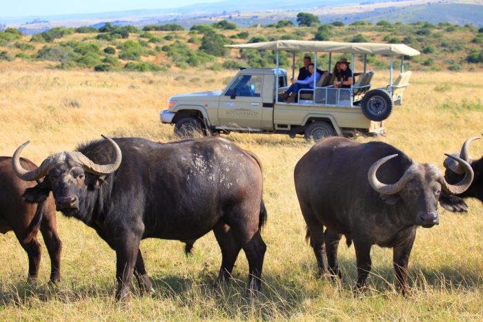 Cedarberg Travel | Botlierskop Private Game Reserve