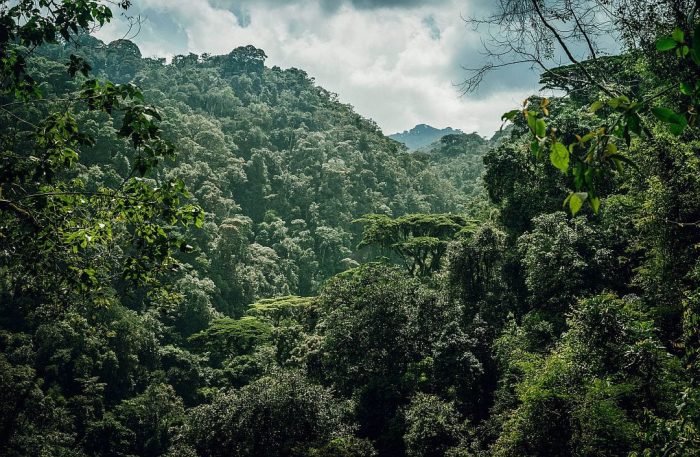 Cedarberg Travel | One&Only Gorilla's Nest