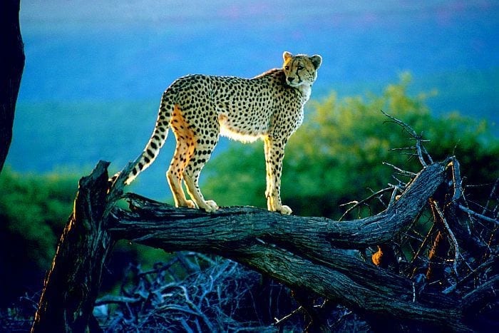 Highlands-Okonjima-cheetah-log