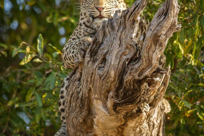 Cedarberg Travel | Londolozi Tree Camp