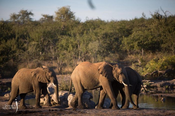 Cedarberg Travel | Jamala Madikwe Royal Safari Lodge