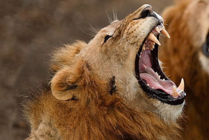 Cedarberg-Africa-KZN-Game-Reserves-Amakhosi-lion-closeup-700