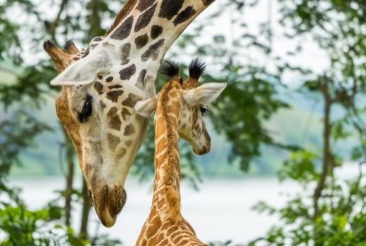 Photo Blog of my safari to Victoria Falls and Hwange