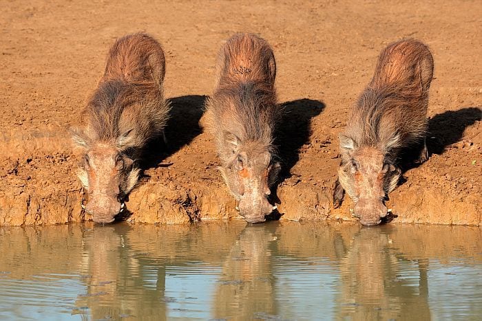 KwaZulu Natal Safari Lodges