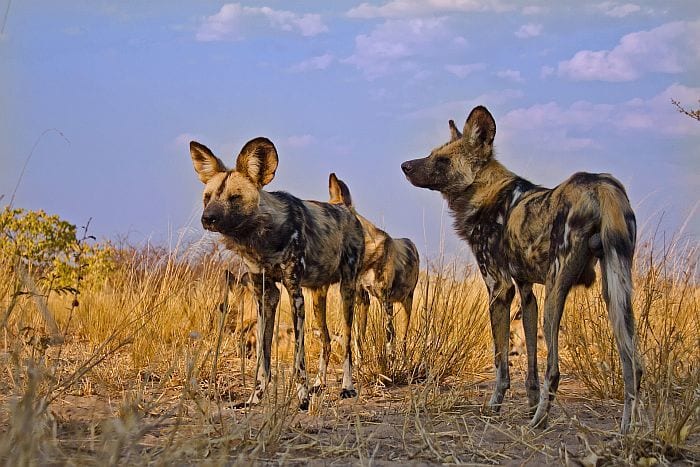 Wild dog, Botswana Water & Wildlife safari