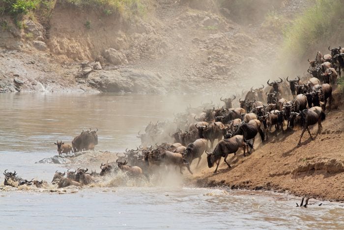 Migratory blue wildebeest (Connochaetes taurinus) crossing the M