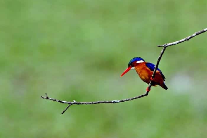 Kenya-Ol-pejeta-kingfisher-birding-kenya-700