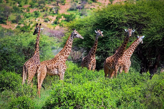 Kenya-Tsavo-west-Three-giraffes-BS-700