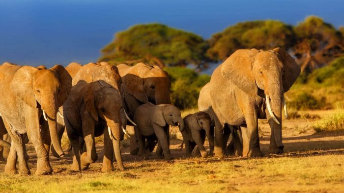 Cedarberg Travel | Selenkay & Ol Kinyei Adventure Camping Safari Kenya