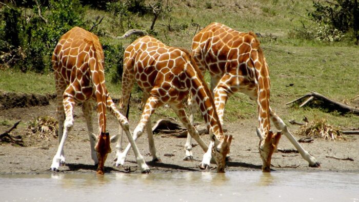 Cedarberg Travel | Scenic Safari in Kenya