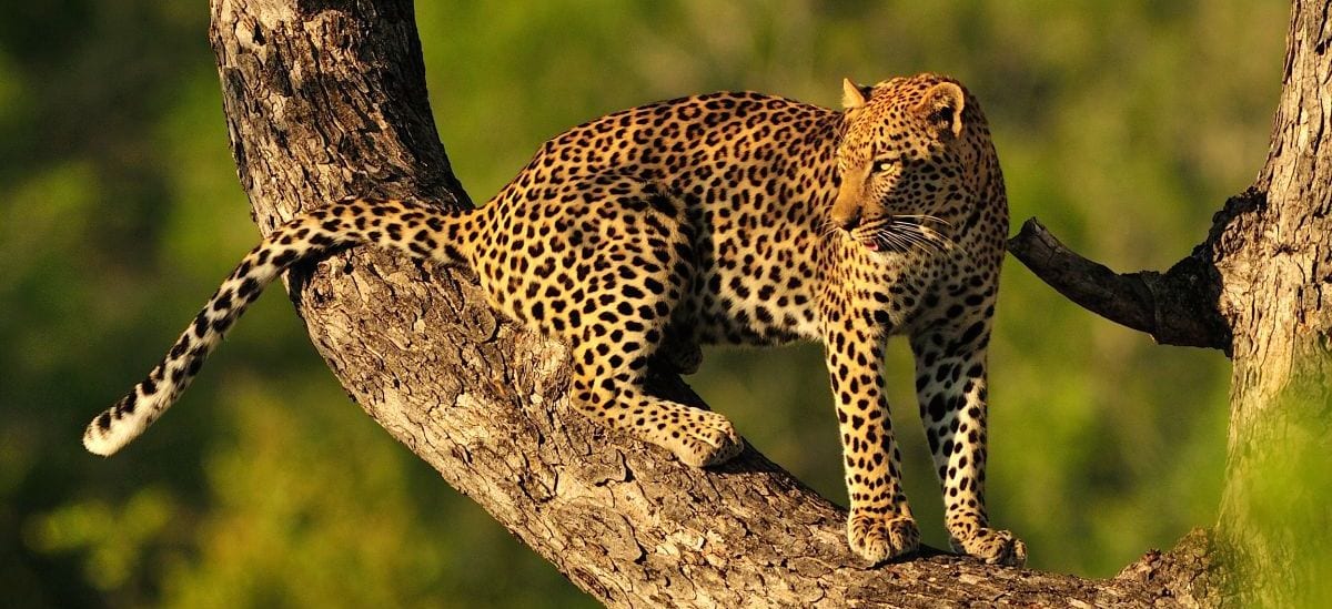 Leopard in Kruger - Where to go in Africa 