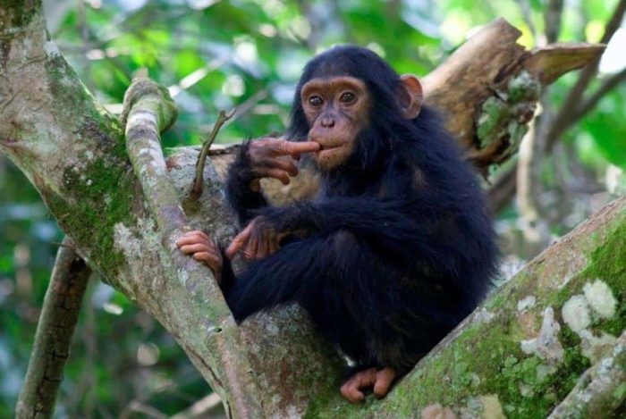 Cedarberg Travel | Best of Uganda Scheduled Safari