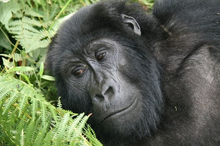 Lake-Kivu-Serena-Hotel-potrait-of-gorilla-700