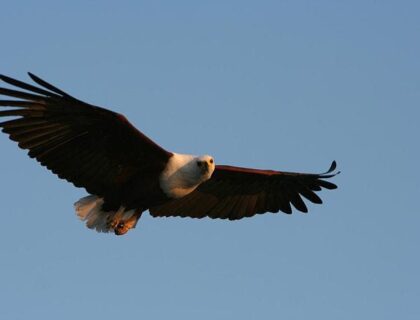 Birding in Malawi - Lake Malawi fish eagle