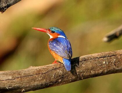 Birding in Malawi - Lake Malawi - malachite kingfisher