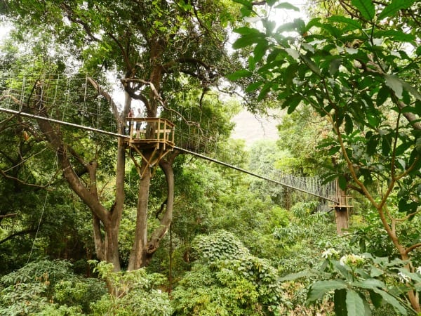 Lake Manyara treetop canopy walk