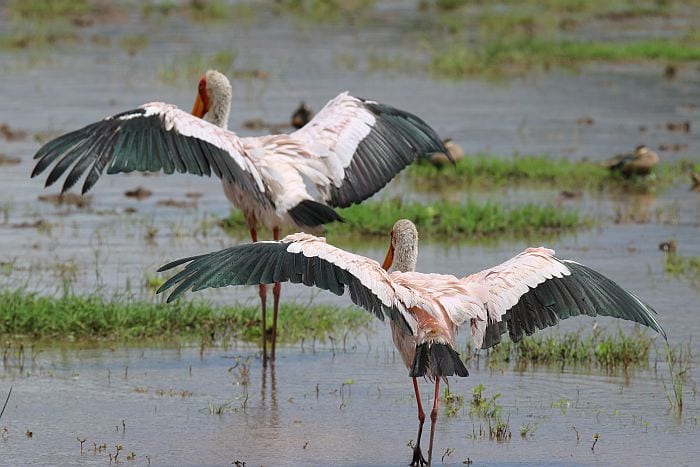 Lake manyara birding