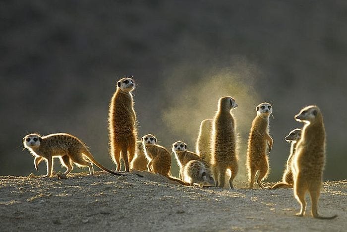 Meerkats in the Little Karoo
