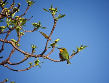 Green bee-eater in Liwonde National Park