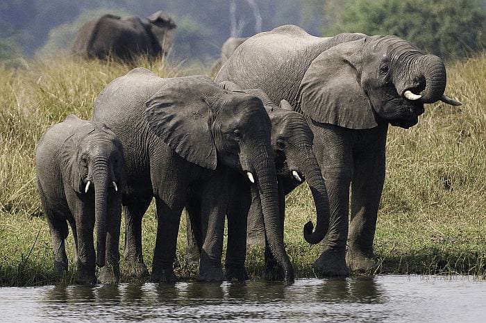Cedarberg-Africa-Liwonde-Park-Malawi-Mvuu-Elephant