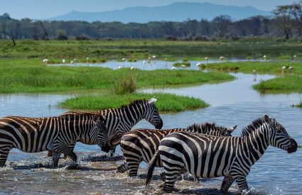 Best time to see the Wildebeest Migration?