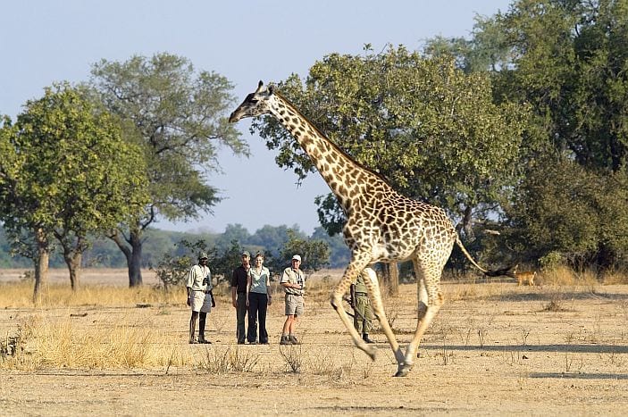 Luangwa-Safari-House-Giraffe-on-the-walk