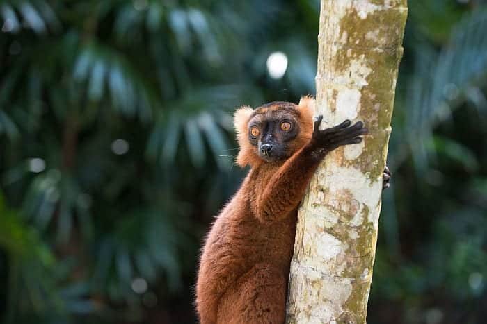 Brown lemur on Nosy Komba, Nosy Be holidays, best places to visit in Africa in September