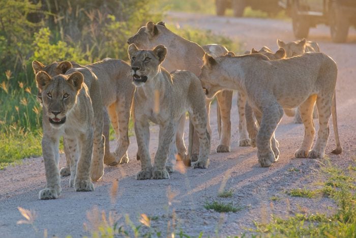 Kids-in-Style-Family-Safari-Madikwe-lion-cubs-SS-357106793
