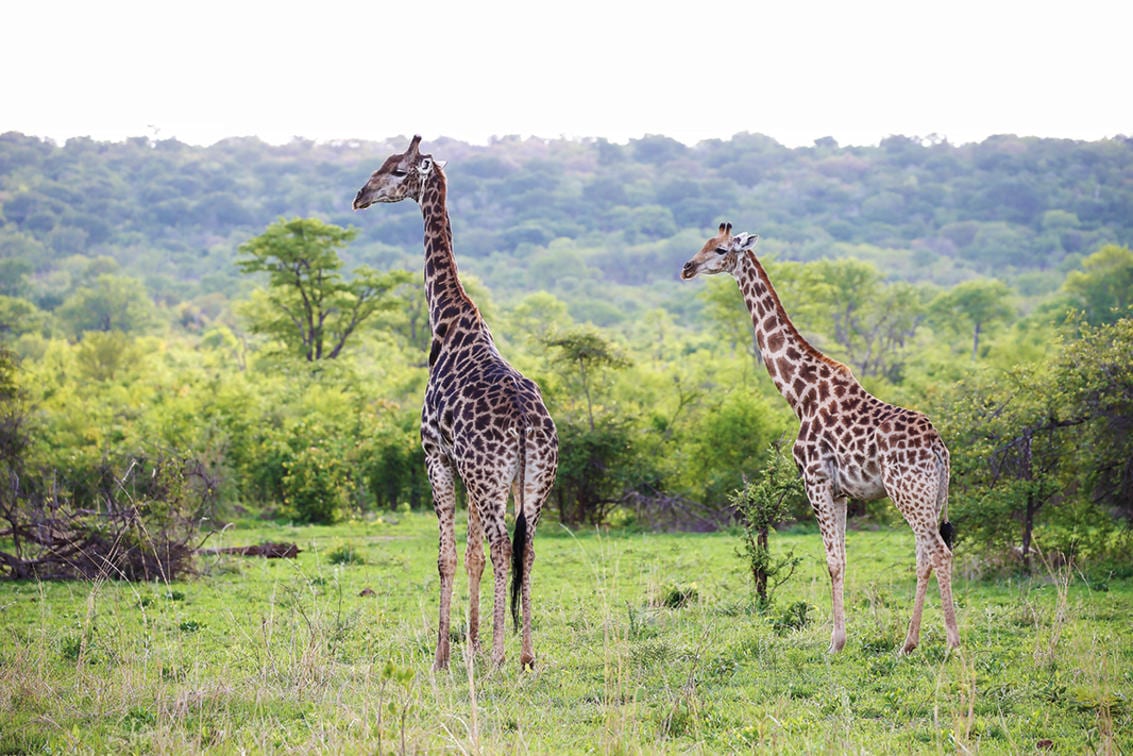 Giraffe in Matetsi, Zambezi National Park