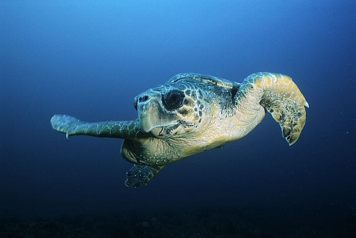 Turtle-tracking-Loggerhead turtle (caretta caretta), drifting