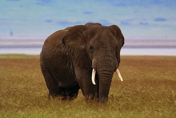Ngorongoro crater elephant