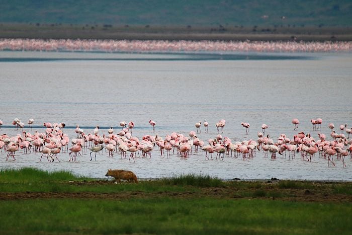 Ngorongoro crater hyena and flamingos