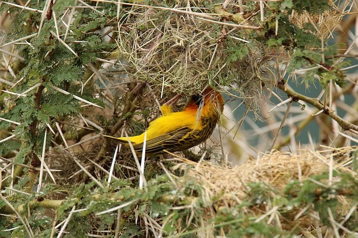 Ngorongoro crater birding