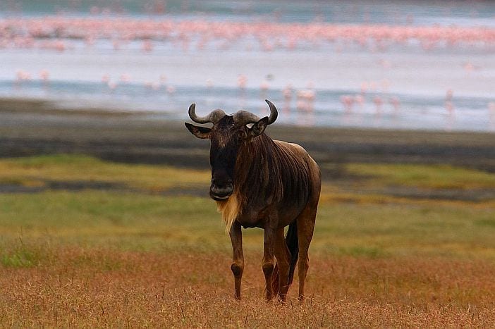 Ngorongoro crater wildebeest