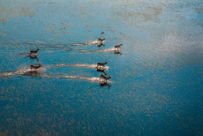 Antelope in Okavango Delta Moremi Game Reserve