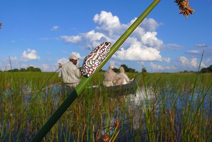 Okavango-delta-Camp-Okavango-mokoro-frog-1