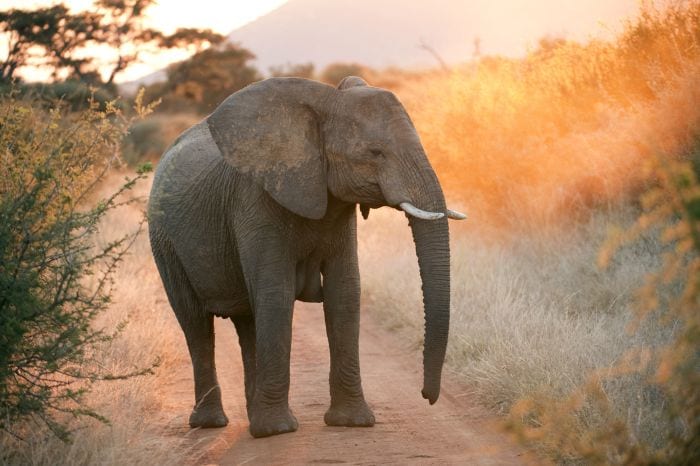 Pilanesberg-elephant-sunrise-700