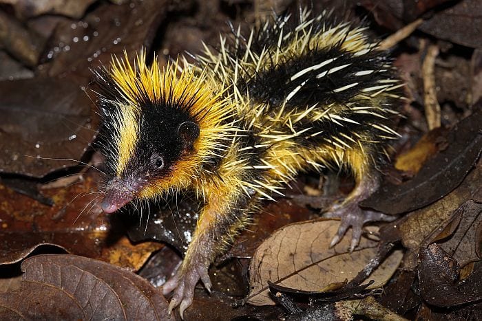 Madagascar attractions - tenrec