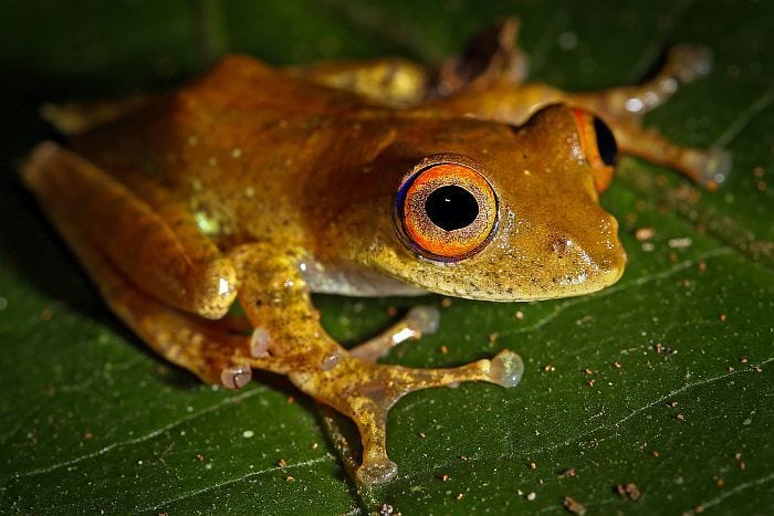 Ranomafana tree frog seen on Rainforests, Mountains & Beaches of Southern Madagascar